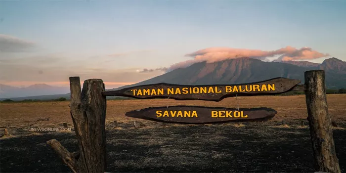 Taman Nasional Baluran: Keindahan Savana Alam Liar yang Menakjubkan