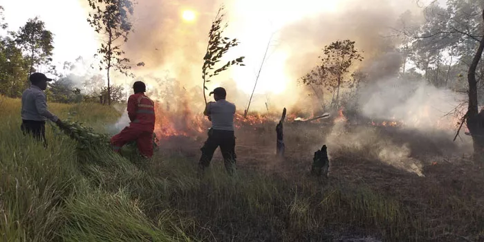 Kronologi Kebakaran Lahan di Sumatera: Dampak Lingkungan dan Sosial